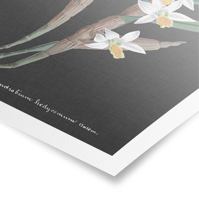Affiche rétro Orchidée blanche sur lin I