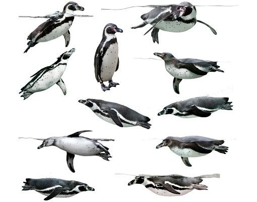 Stickers muraux animaux No.391 Lot Humboldt-Penguin