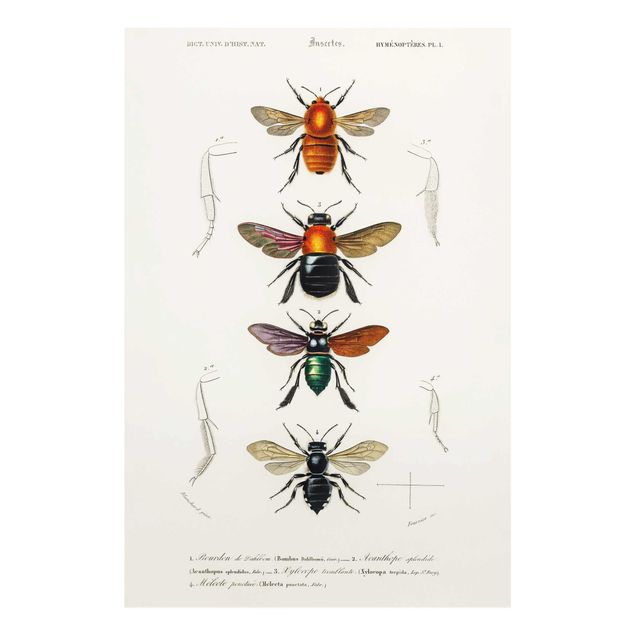 Tableau rouge Tableau Vintage Insectes