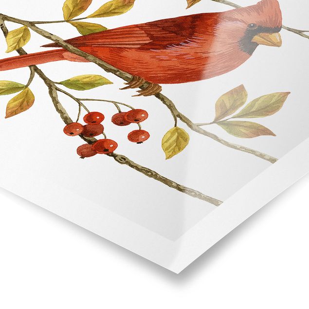Tableaux Oiseaux et baies - Cardinal du Nord