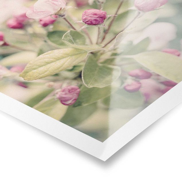 Tableaux de Andrea Haase Apple Blossom Bokeh Light Pink