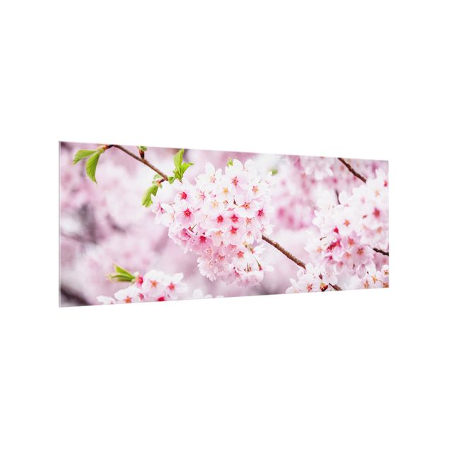 Fond de hotte verre Japanese Cherry Blossoms