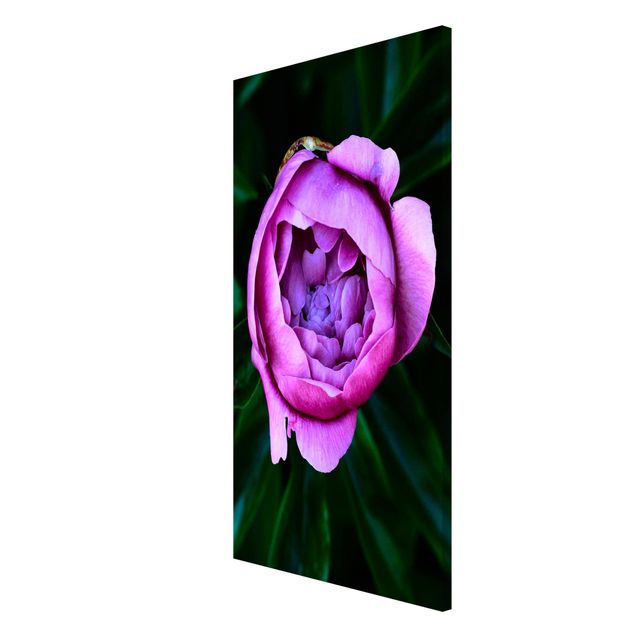 Tableaux moderne Pivoines violettes en fleur devant des feuilles