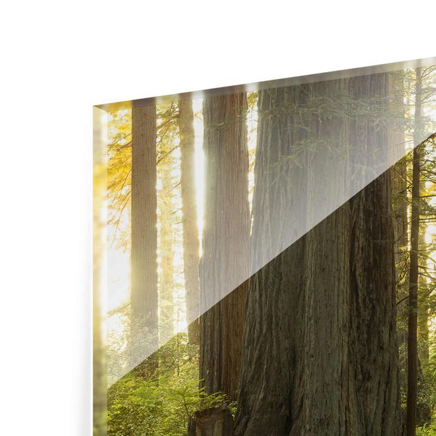 Tableaux de Rainer Mirau Parc national Redwood