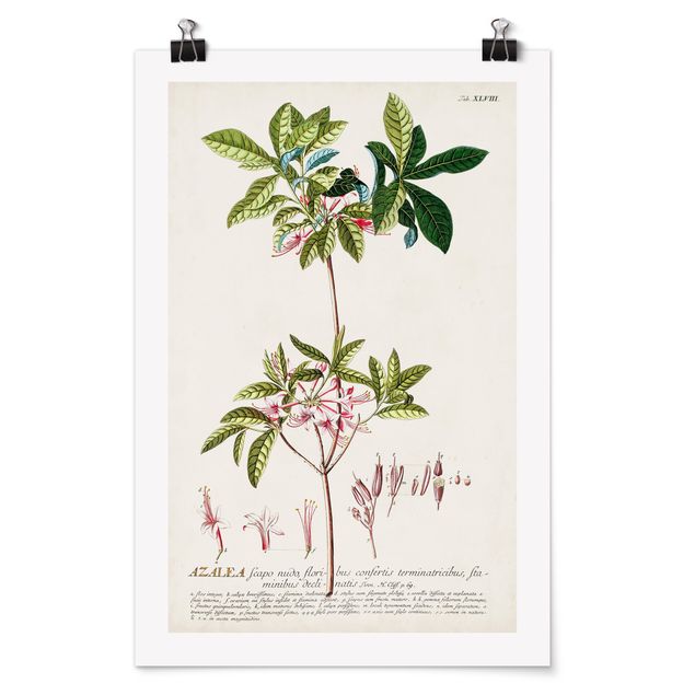 Affiche rétro Illustration botanique vintage Azalea