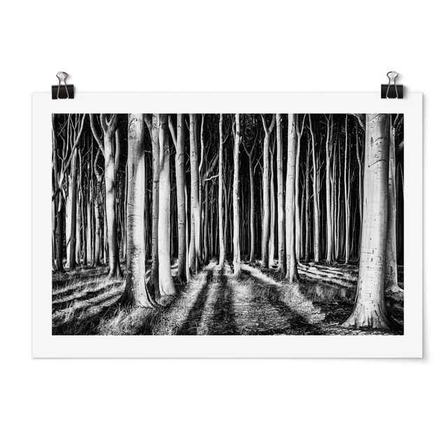 Posters en noir et blanc Forêt effrayante