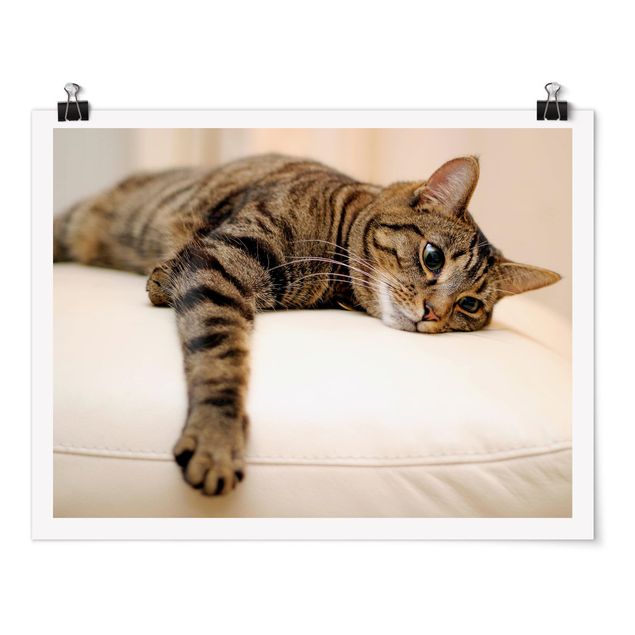 Tableaux animaux Chat Chill Out