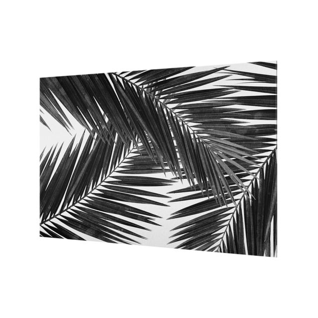 Fonds de hotte - View Over Palm Leaves Black And White - Format paysage 3:2