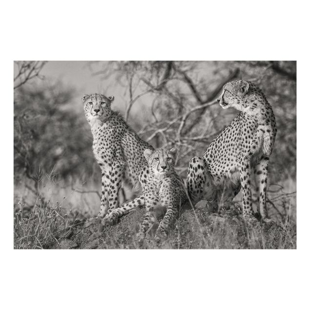 Fond de hotte - Three Cheetahs