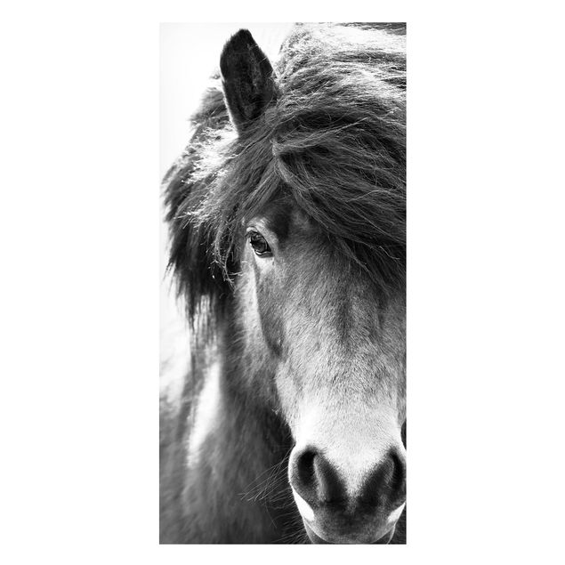 Tableau cheval Cheval islandais en noir et blanc
