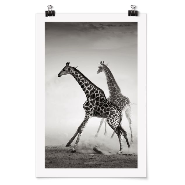 Tableau moderne Girafes à la chasse
