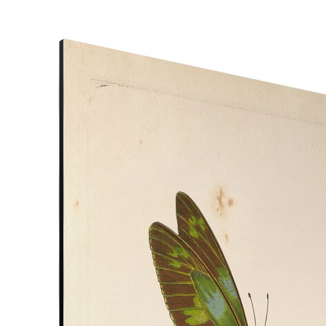 Tableau rétro Illustration vintage Papillons Exotiques
