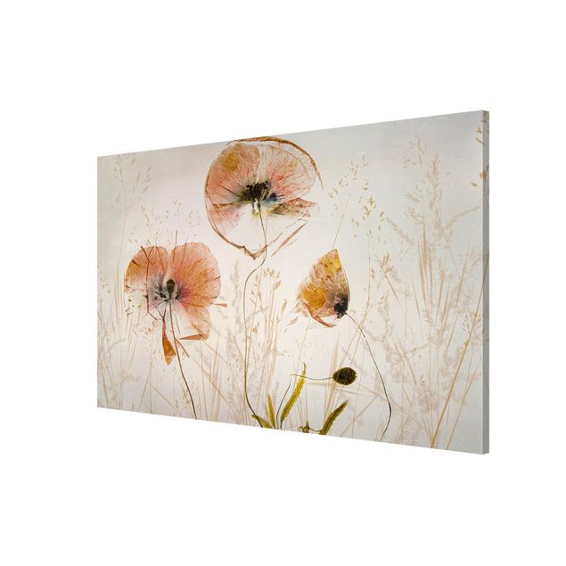 Tableaux magnétiques avec fleurs Fleurs de pavot séchées avec des herbes délicates