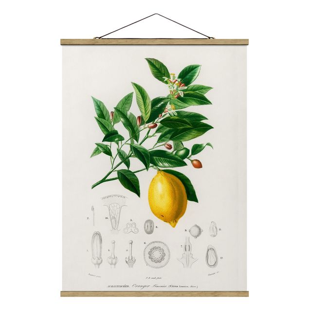 Tableau fruits Illustration Botanique Vintage Citron