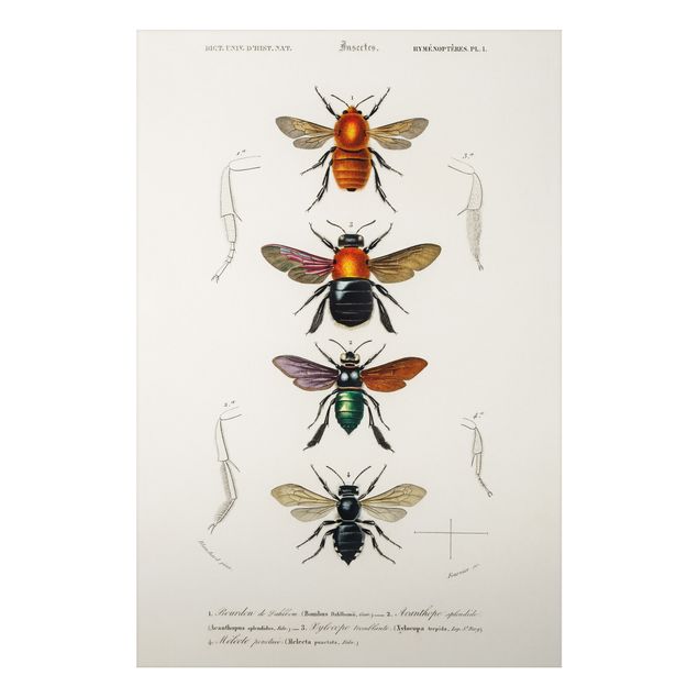 Tableaux animaux Tableau Vintage Insectes