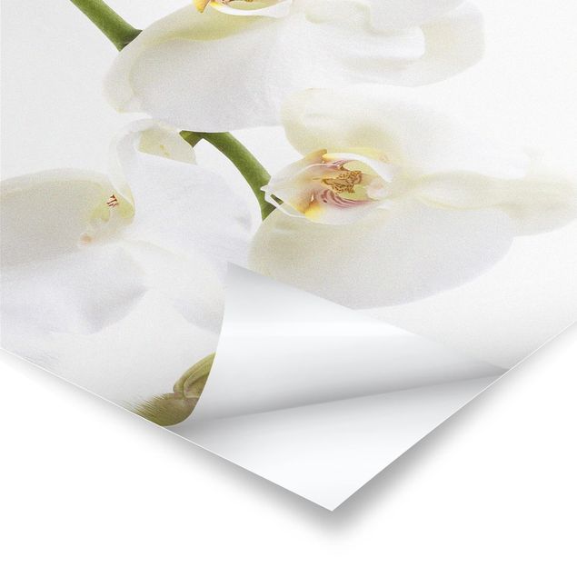 Tableau décoration Eaux de l'Orchidée Blanche