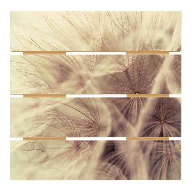 Tableaux muraux Macro photo détaillée d'un pissenlit avec effet de flou vintage