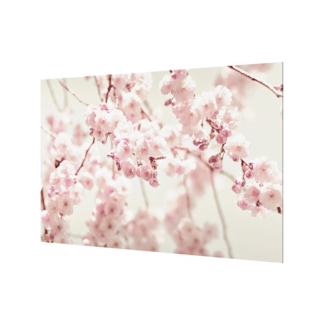 Fonds de hotte - Dancing Cherry Blossoms - Format paysage 3:2