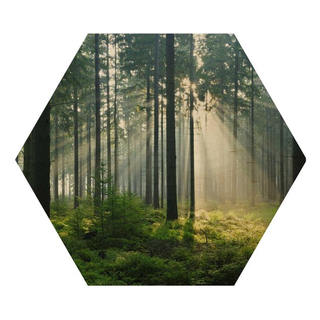 Hexagone en bois - Enlightened Forest