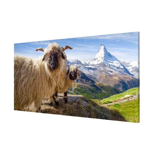 Tableaux montagnes Moutons à nez noir de Zermatt