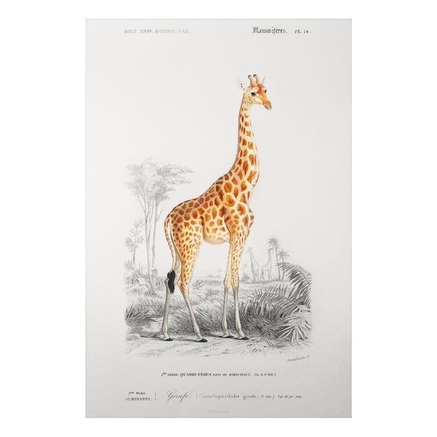 Tableaux girafes Tableau Vintage Girafe