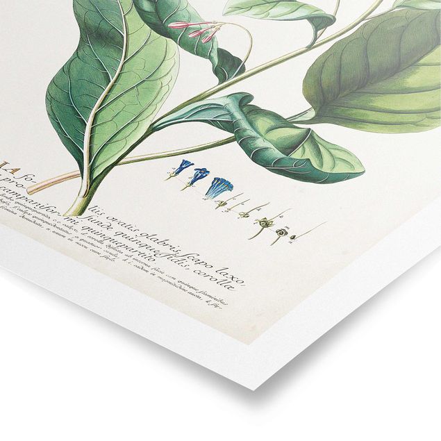 Tableau vert Illustration botanique vintage Pulmonaria