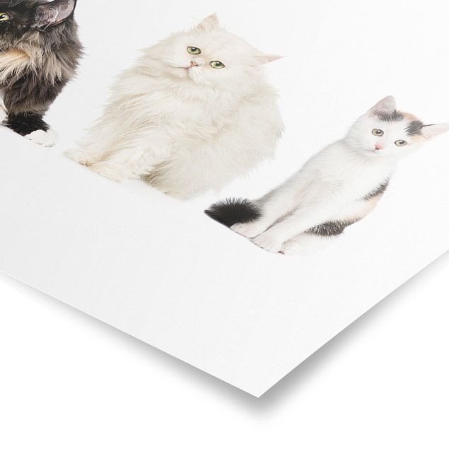 Posters animaux Cat Gang