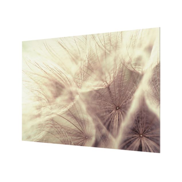 Fond de hotte - Detailed Dandelion Macro Shot With Vintage Blur Effect