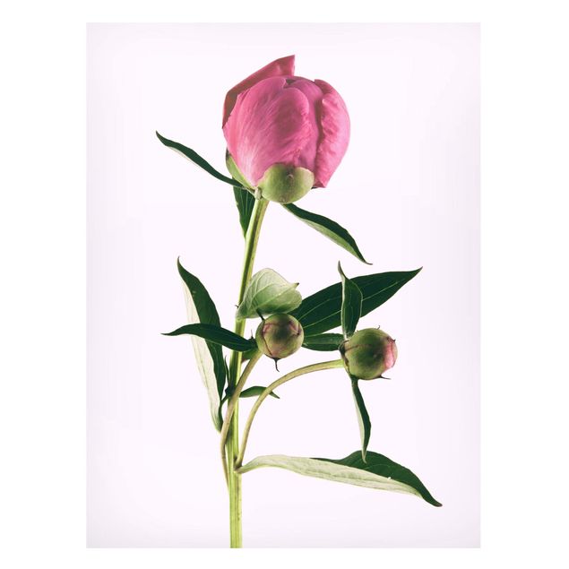 Tableaux magnétiques avec fleurs Pivoine rose sur blanc