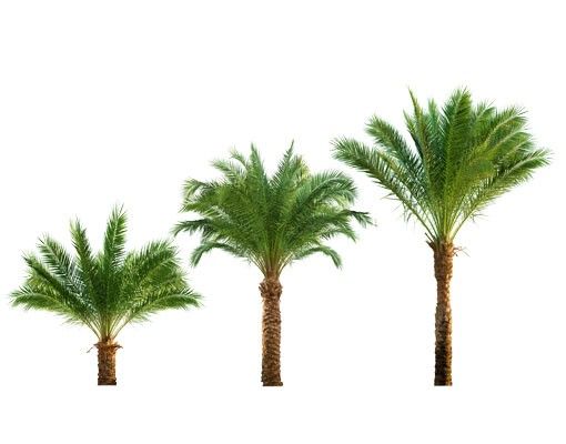 Stickers muraux arbres No.486 Lot de palmiers