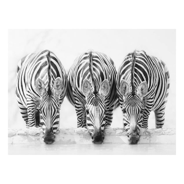 Tableau zèbre Trio de zèbres en noir et blanc