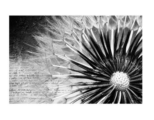 Sticker fenêtre fleurs Pissenlit en noir et blanc