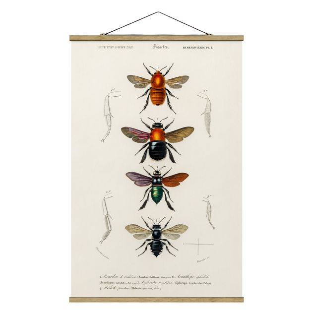 Tableau retro Tableau Vintage Insectes
