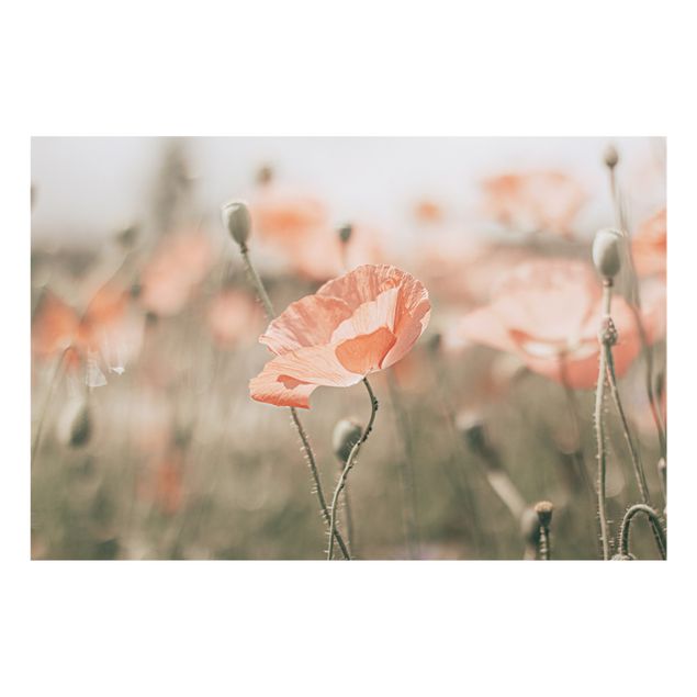 Fonds de hotte - Sun-Kissed Poppy Fields - Format paysage 3:2