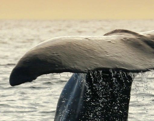 Adhesifs carrelage Baleine plongeante