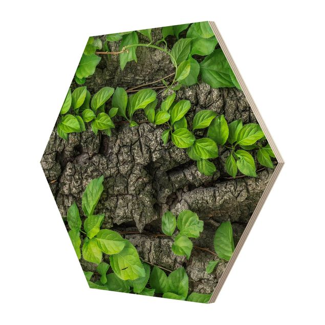 Hexagone en bois - Ivy Tendrils Tree Bark