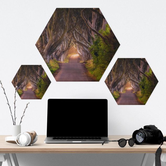 Hexagone en alu Dibond - Tunnel Of Trees