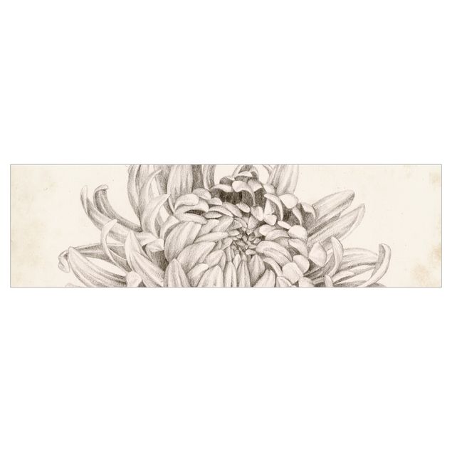 Revêtement mural cuisine - Botanical Study Chrysanthemum I