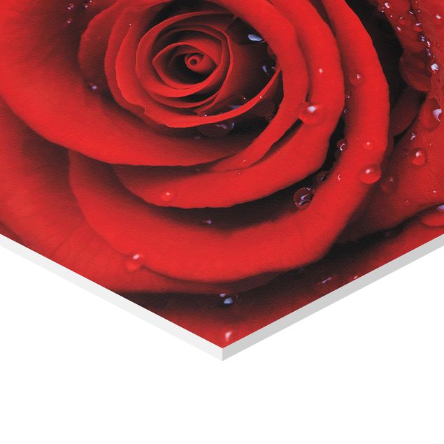 Tableau hexagon Rose rouge avec gouttes d'eau
