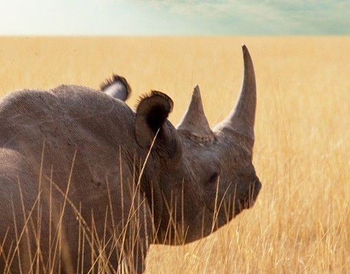 Films adhésifs Rhinocéros dans la savane