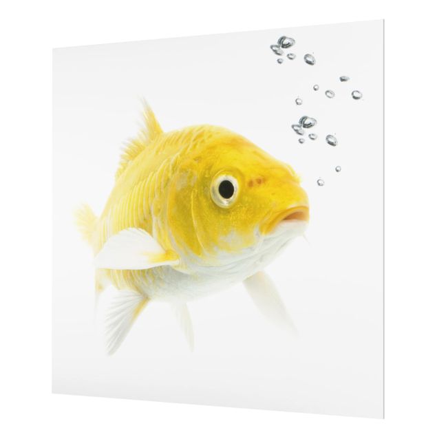 Fond de hotte - Goldfish Yellow