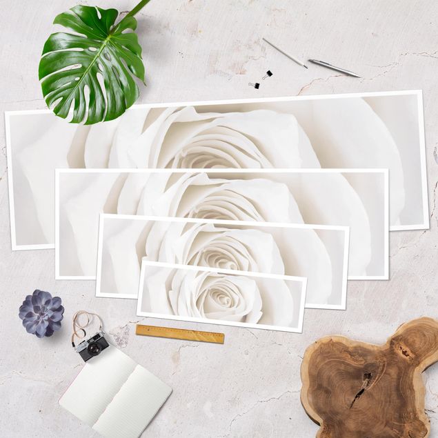 Poster panoramique fleurs - Pretty White Rose