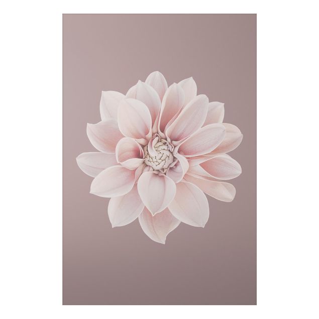 Tableaux modernes Fleur Dahlia Lavande Blanc Rose