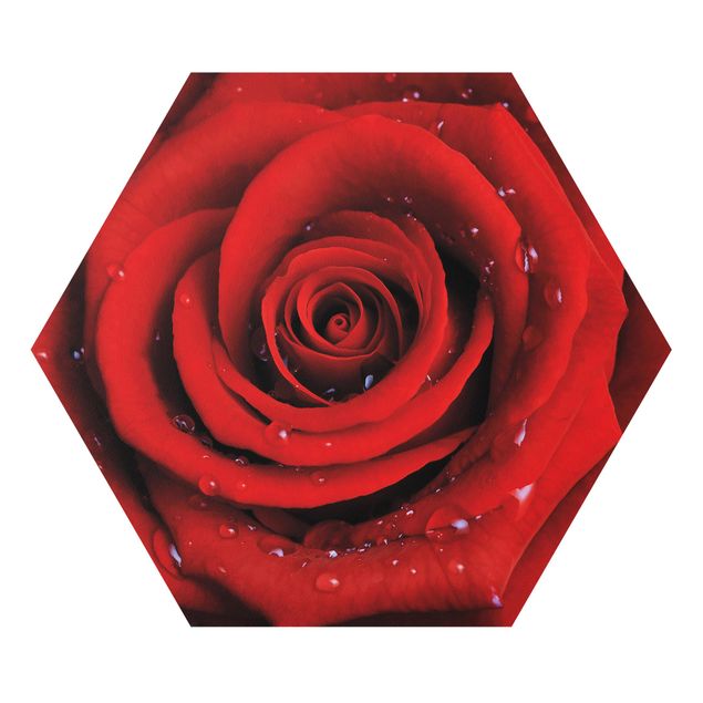 Forex tableau Rose rouge avec gouttes d'eau