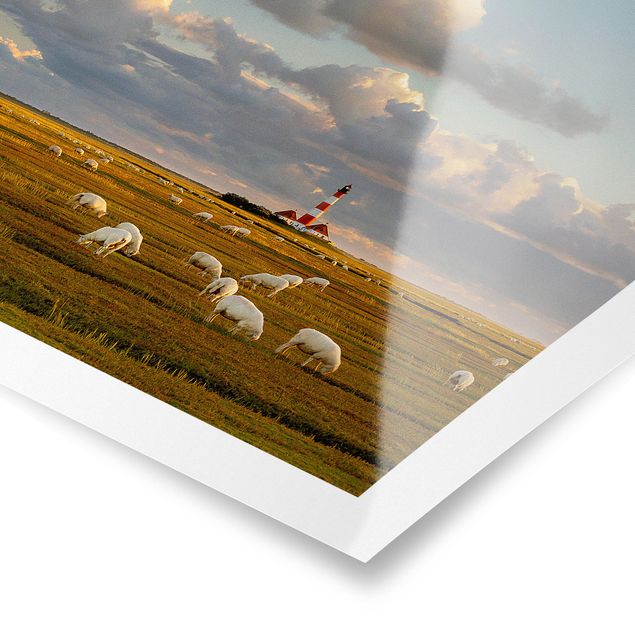 Tableau deco nature Phare de la mer du Nord avec un troupeau de moutons