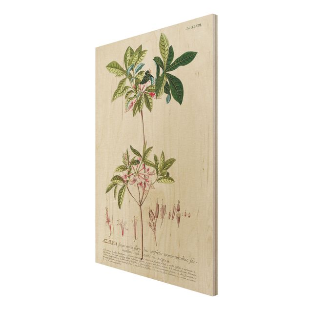 Tableau vintage bois Illustration botanique vintage Azalea