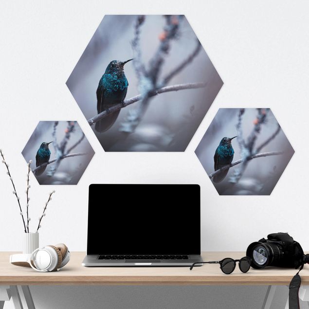 Hexagone en forex - Hummingbird In Winter