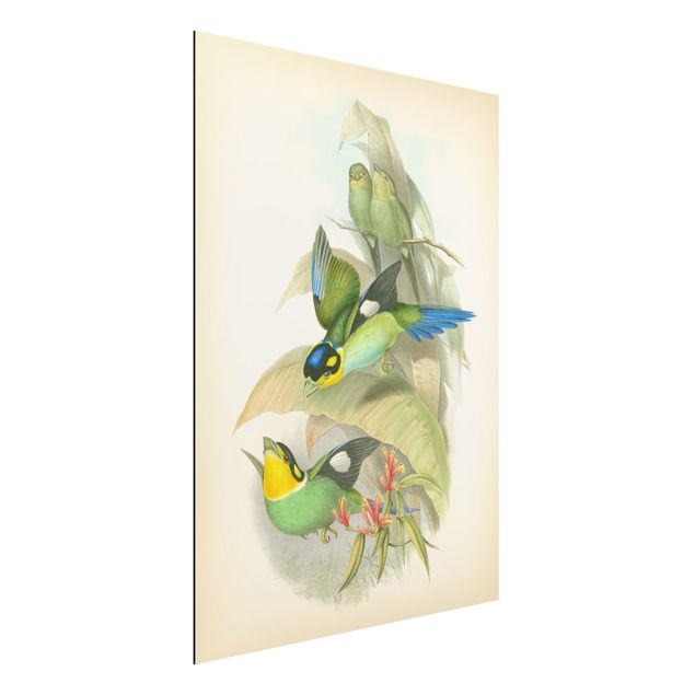 Déco mur cuisine Illustration Vintage Oiseaux Tropicaux