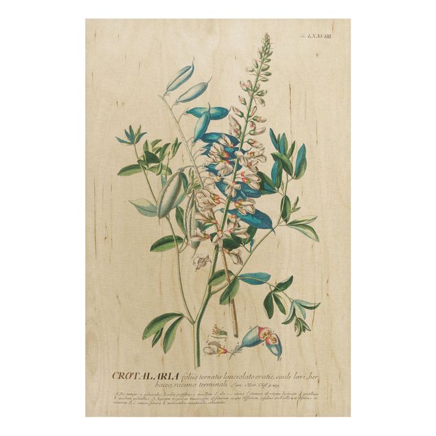 Tableaux en bois avec fleurs Illustration vintage botanique Légumes