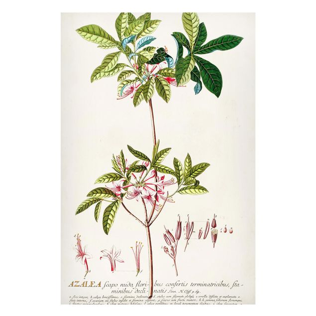 Tableaux magnétiques avec fleurs Illustration botanique vintage Azalea